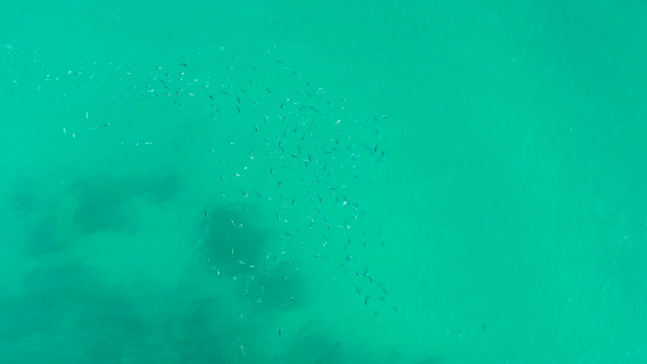 Small fish gather in the upper portion of turquoise water at Playa Acapulquito, Los Cabos, while darker underwater formations sit below and no visible people appear.