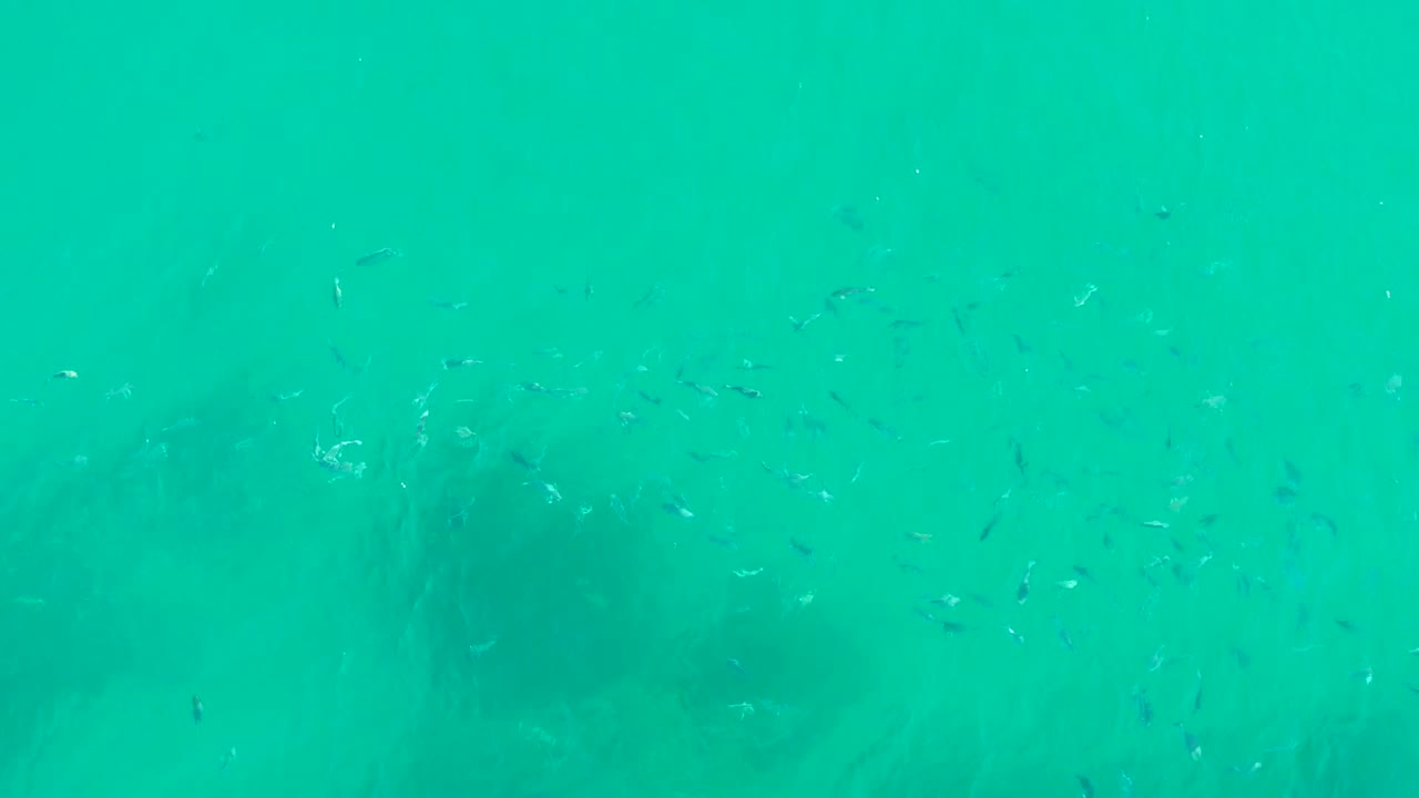 Small fish appear across bright turquoise water at Playa Acapulquito Los Cabos, with dark underwater formations below and no visible people.