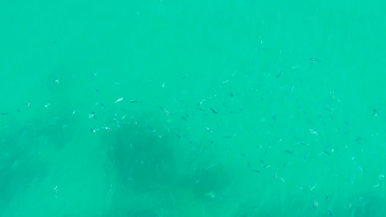 Loose school of small fish in clear turquoise water