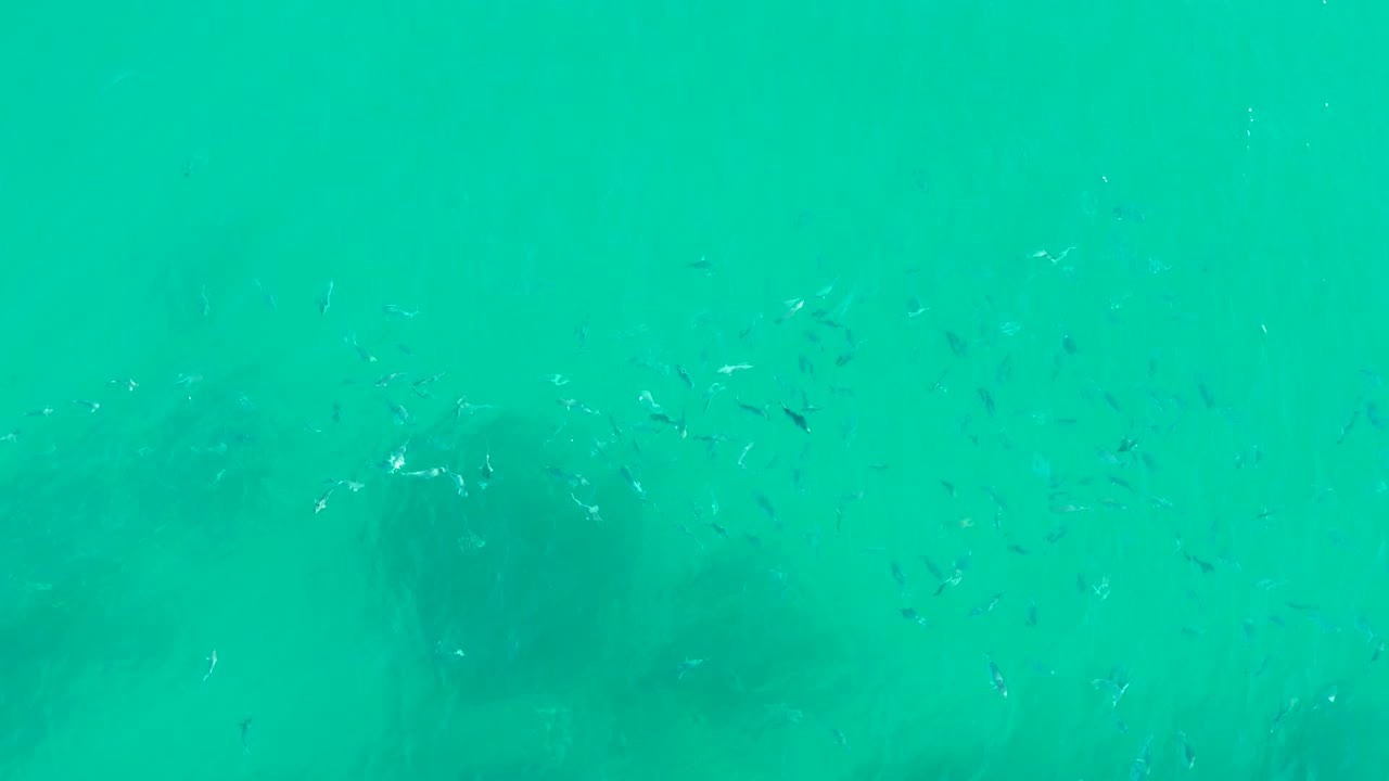 Small fish are spread more widely across the turquoise underwater view at Playa Acapulquito Los Cabos, with faint dark formations below and no visible people.