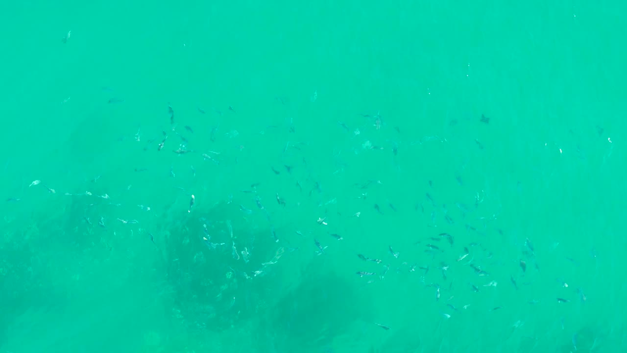 Small fish swim through clear turquoise water at Playa Acapulquito in Los Cabos, with dark underwater formations in the background and no visible people.