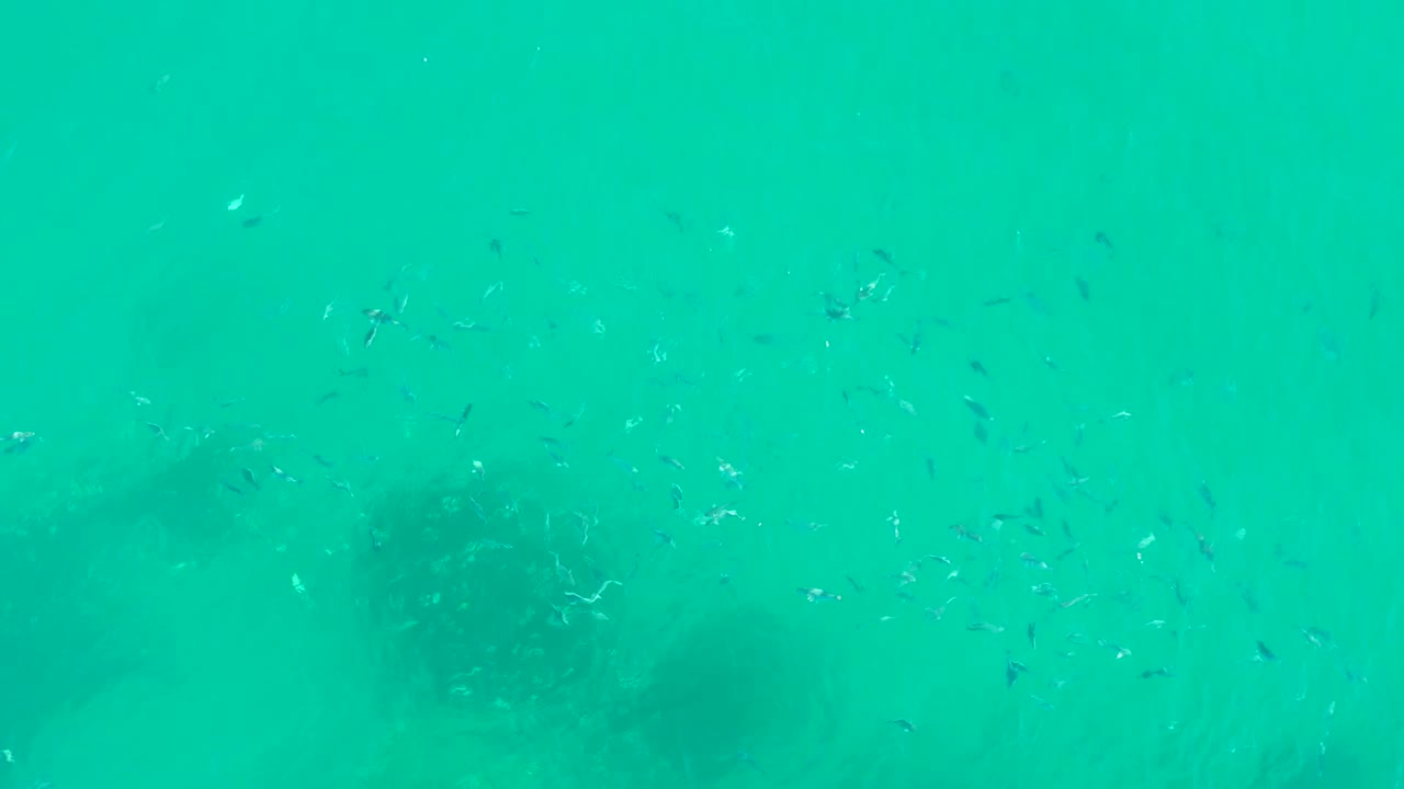 Scattered small fish crossing clear blue-green water.