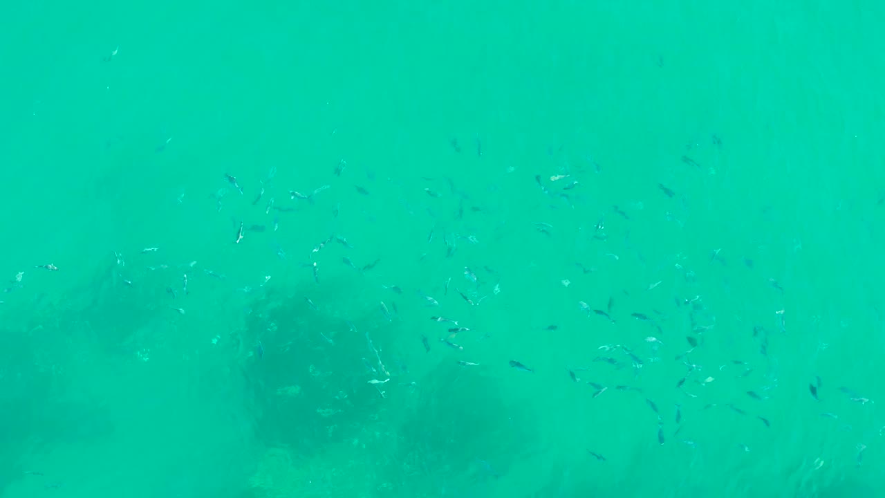 A wider cluster of small fish appears in turquoise water at Playa Acapulquito, with shadowed rock or reef-like formations blurred behind and no visible people.