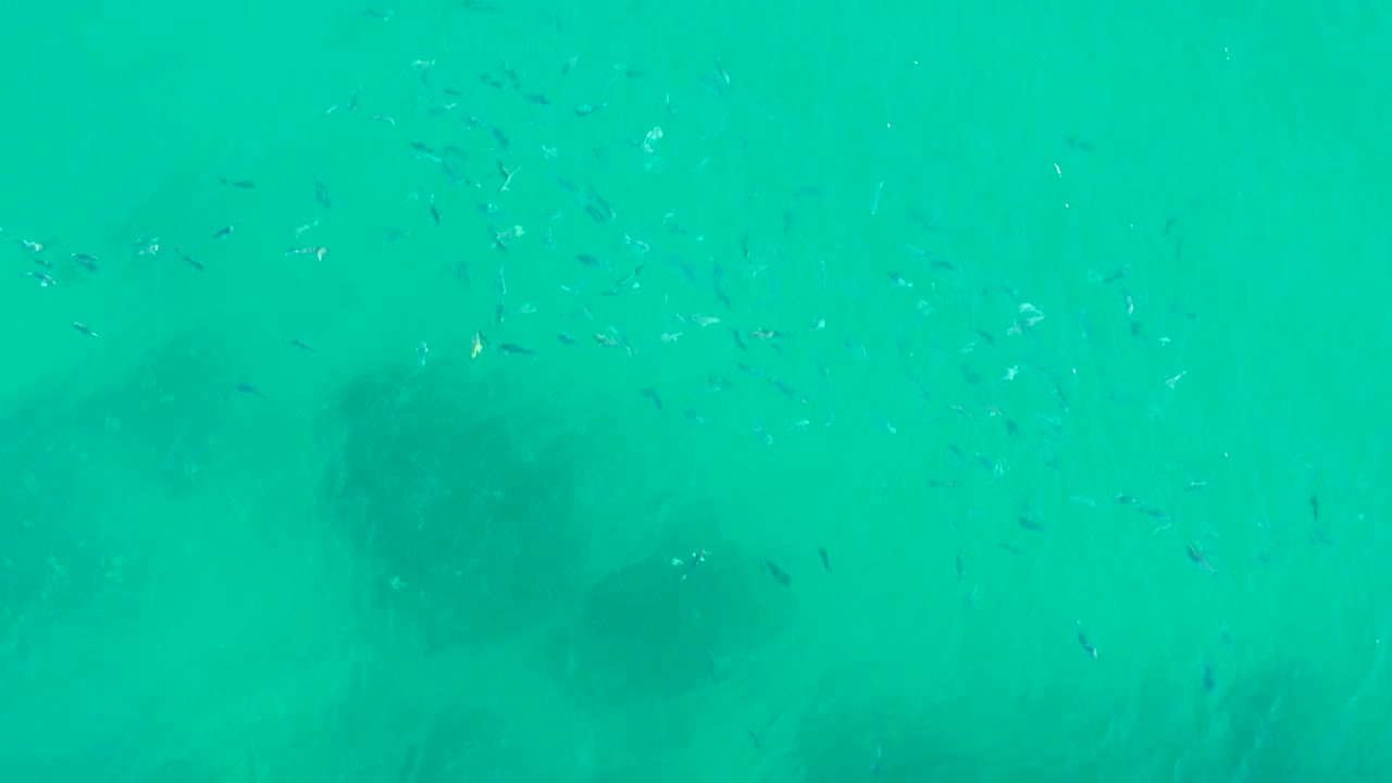 Small fish appear across clear turquoise water above dark seabed patches at Playa Acapulquito in Los Cabos, with no visible people.