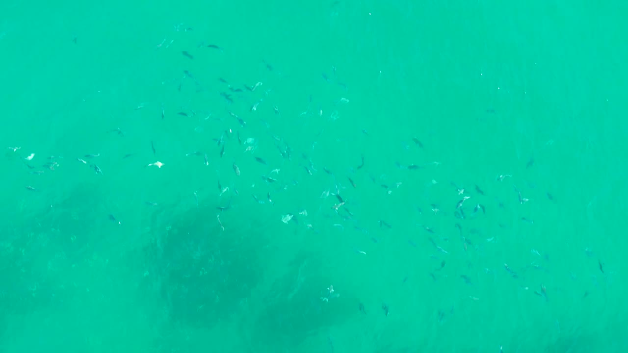 Loose school of small fish in clear green-blue ocean water.