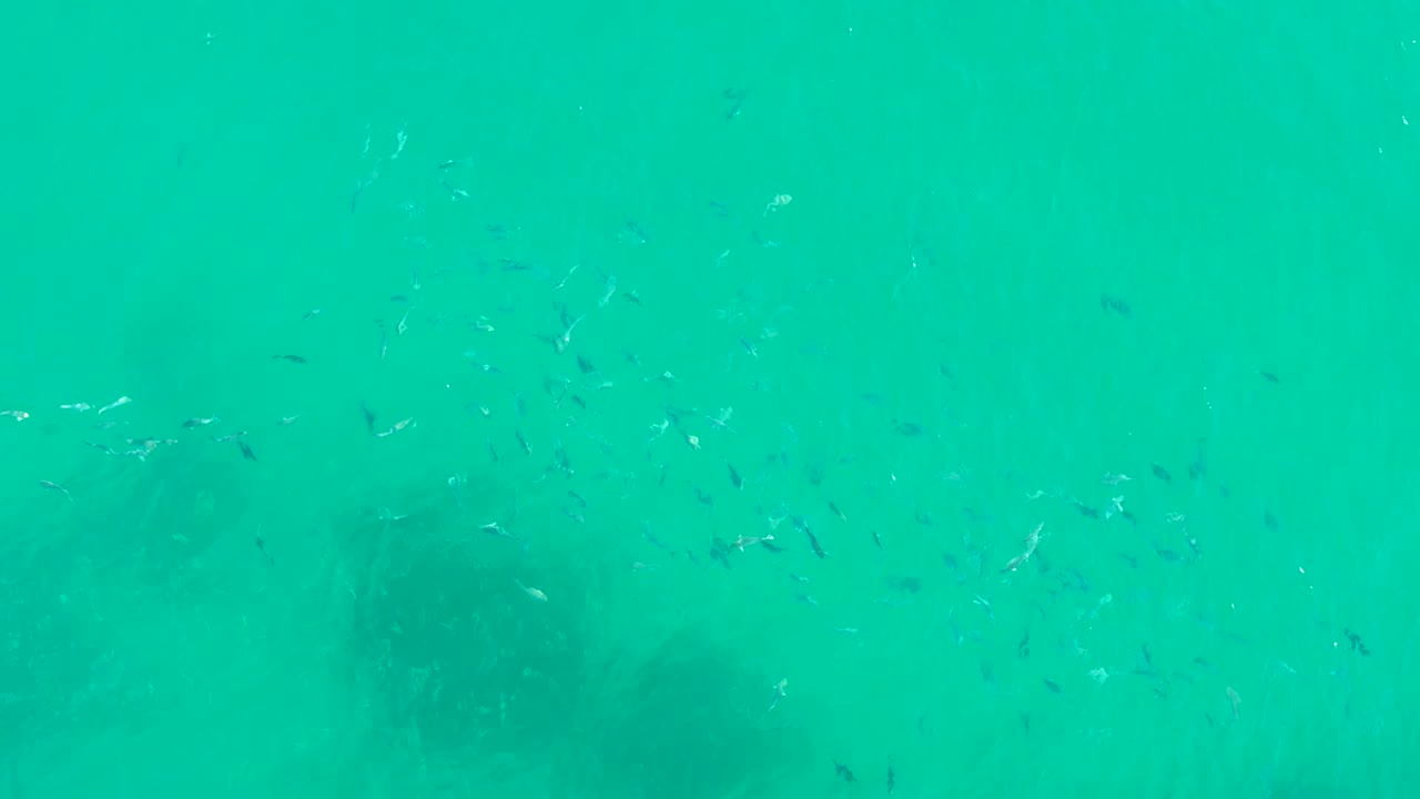 Small fish cluster more densely near central dark seabed patches in the turquoise water at Playa Acapulquito, with no visible people or shoreline.