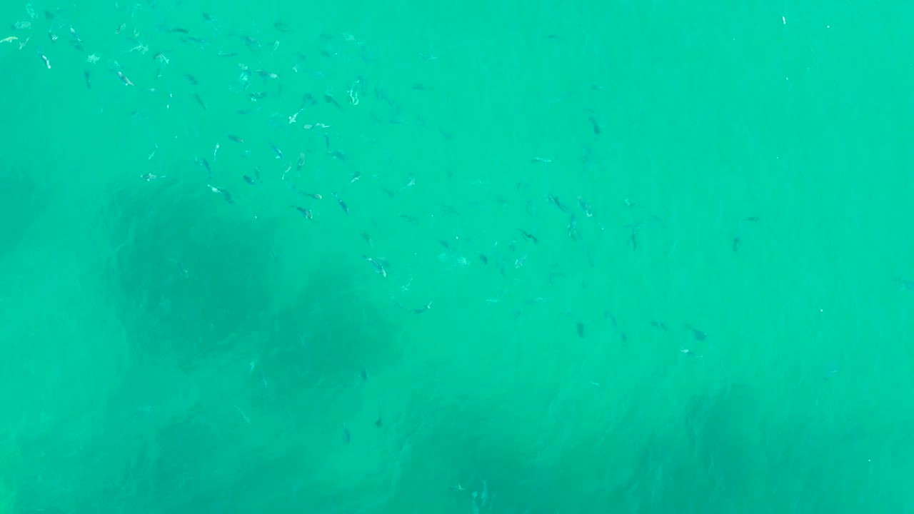 Small fish move near the top of clear turquoise water at Playa Acapulquito, Los Cabos, with darker seabed shapes below and no visible people.