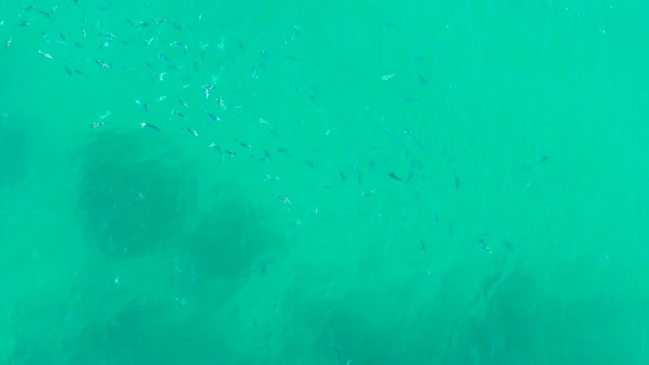 A loose school of small fish crosses clear turquoise water.