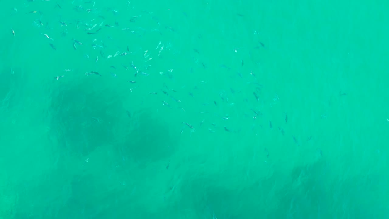 Small fish cluster near the upper middle of the frame in clear Playa Acapulquito water, while darker underwater formations sit below and no people are visible.