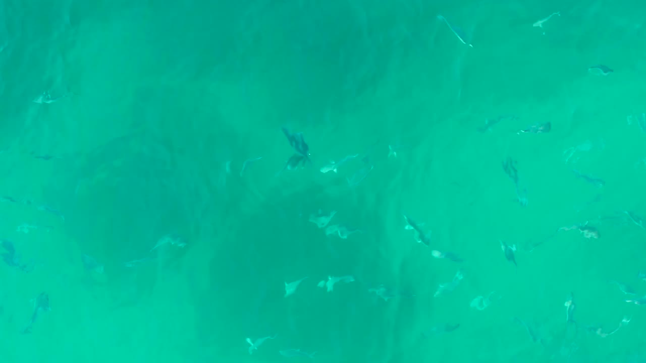 Opening overhead frame of clear turquoise water at Playa Acapulquito, with scattered small fish below the surface and no visible people.
