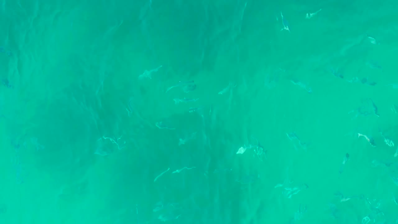 Small fish scattered through clear green-blue ocean water.