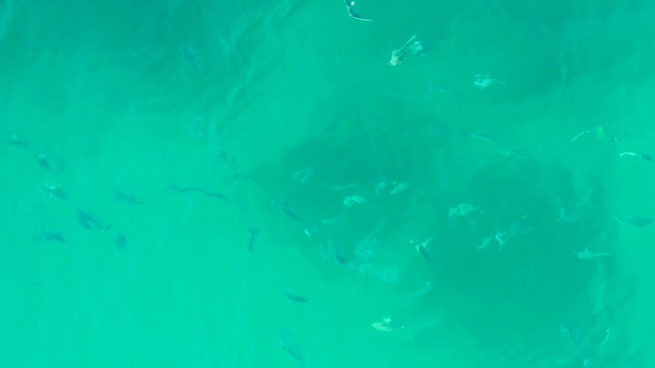 Small fish are scattered across clear turquoise water at Playa Acapulquito in Los Cabos, with darker underwater patches and no visible people.