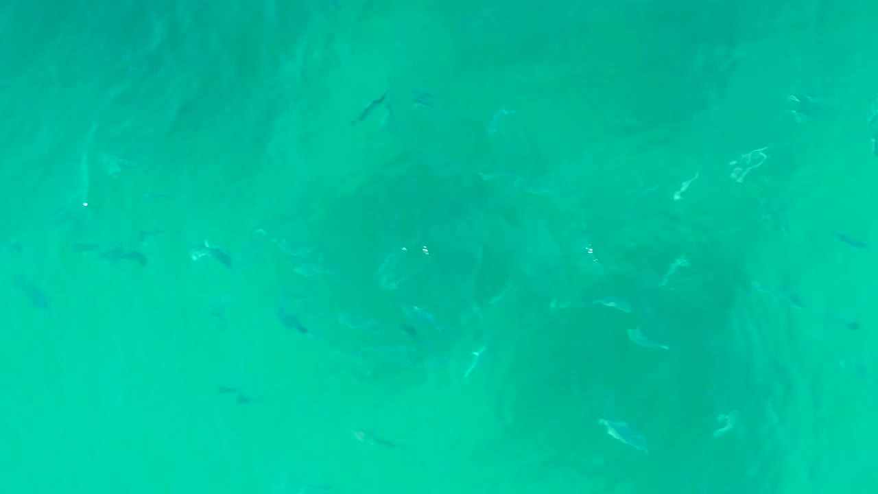 Fish moving through clear green-blue water