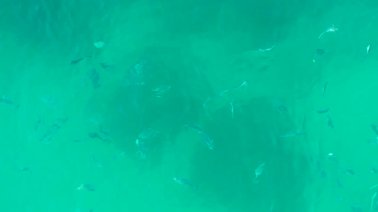 A loose scatter of small fish is visible beneath turquoise water in Playa Acapulquito, with darker patches below the surface and no visible people.
