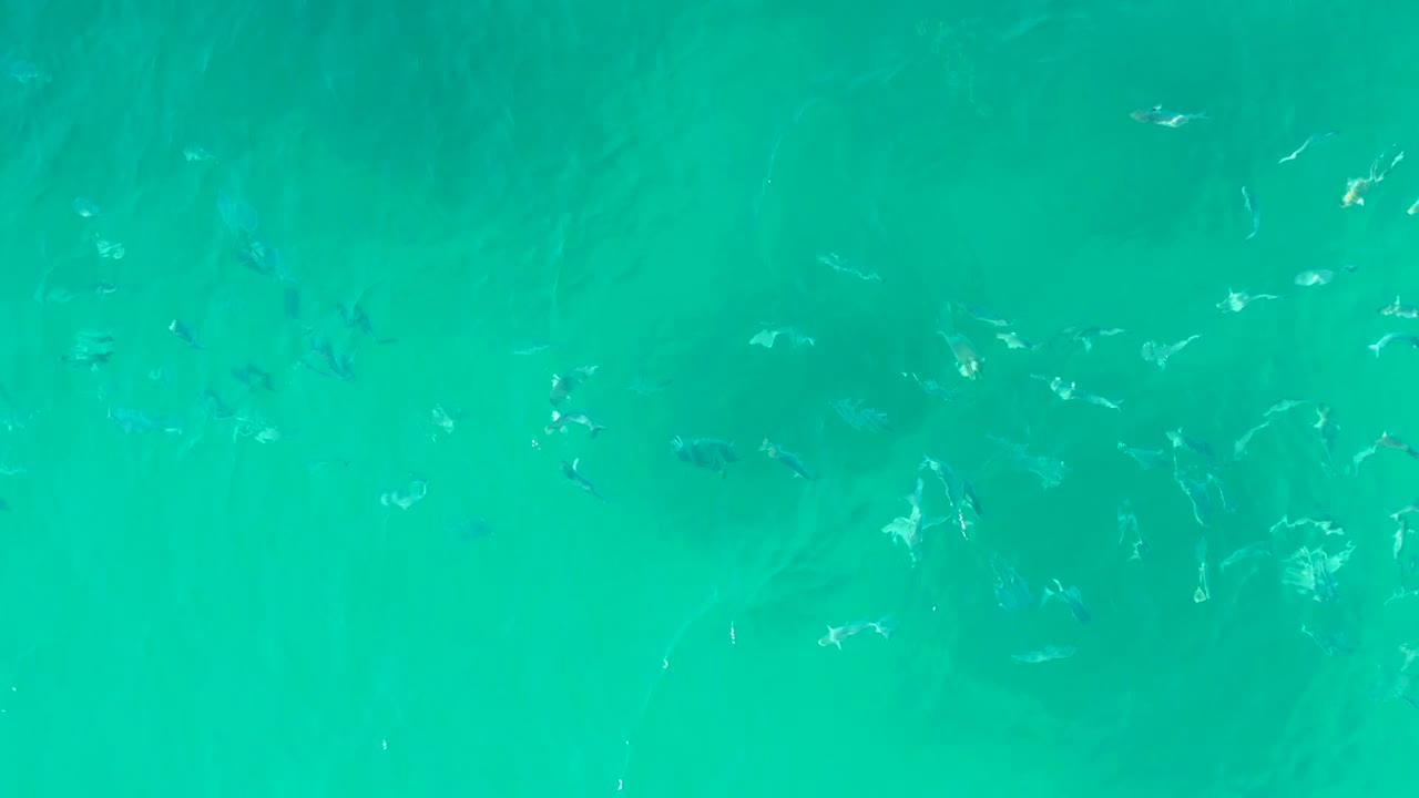 Top-down view of small fish beneath clear turquoise water at Playa Acapulquito, Los Cabos, with darker submerged shapes and no visible people.