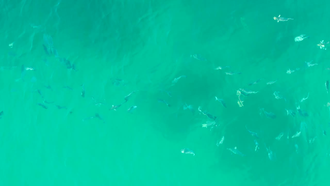 Loose groups of fish sit under the bright turquoise surface at Playa Acapulquito, with faint seabed shadows and no visible people.