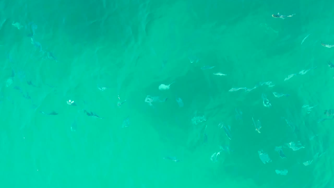 A wider spread of small fish appears below clear blue-green water in Playa Acapulquito, with soft underwater patches and no visible people.