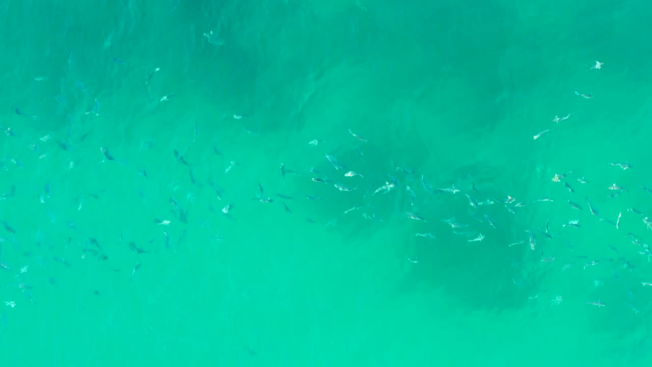 Small fish spread across clear turquoise water at Playa Acapulquito in Los Cabos, with pale sandy seabed and no visible people.