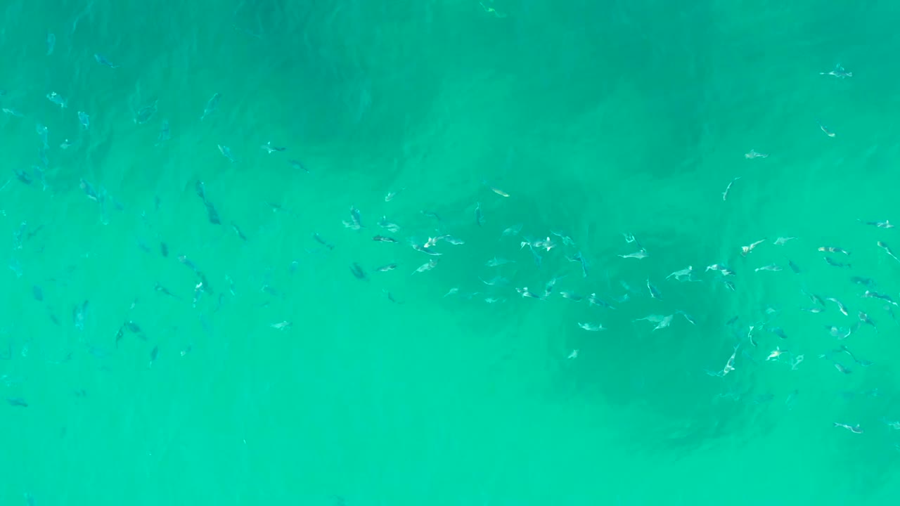 Loose school of fish crossing turquoise shallows.