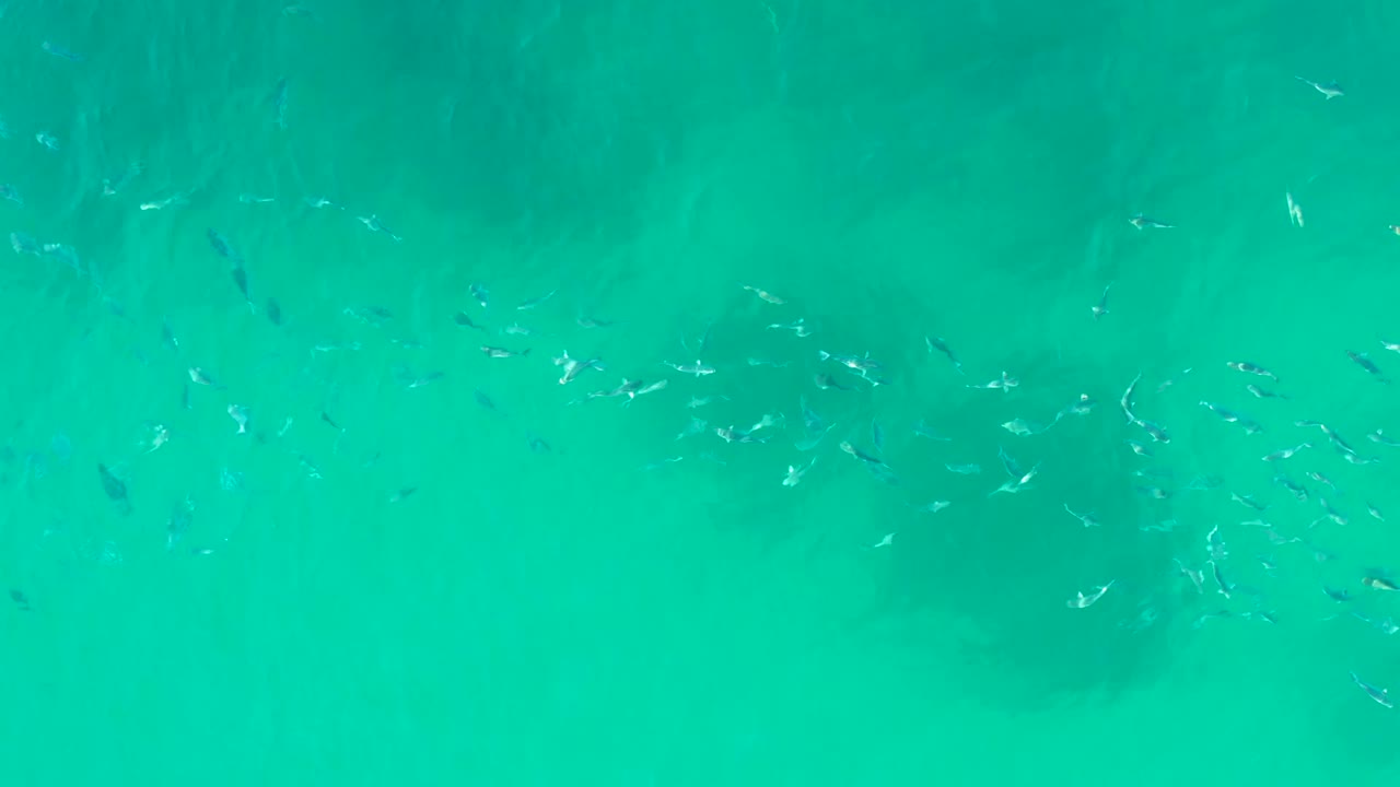 Small fish appear scattered in clear turquoise water at Playa Acapulquito, with the sandy bottom visible below and no visible people.