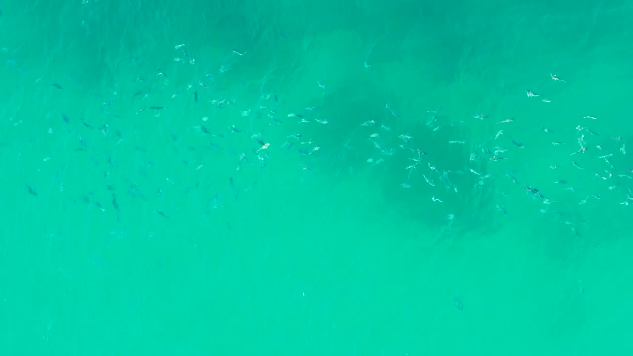 Small fish move through clear turquoise water over a pale seabed at Playa Acapulquito in Los Cabos, with darker submerged patches near the upper frame and no visible people.