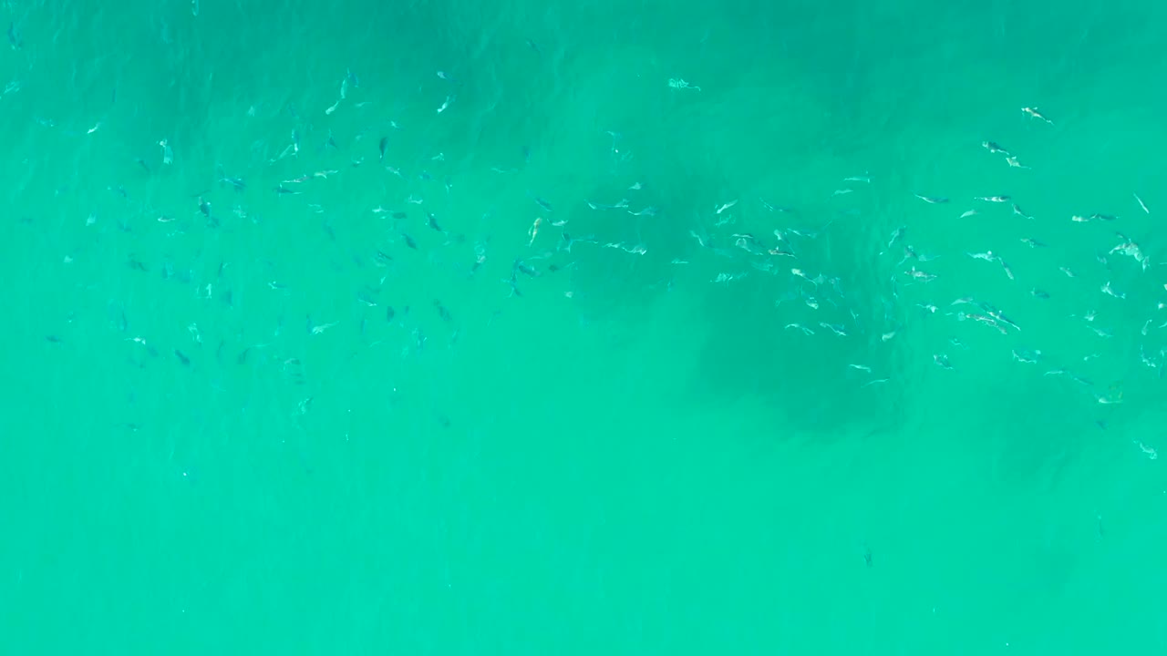 Loose school of fish near darker seabed shapes in clear turquoise water.