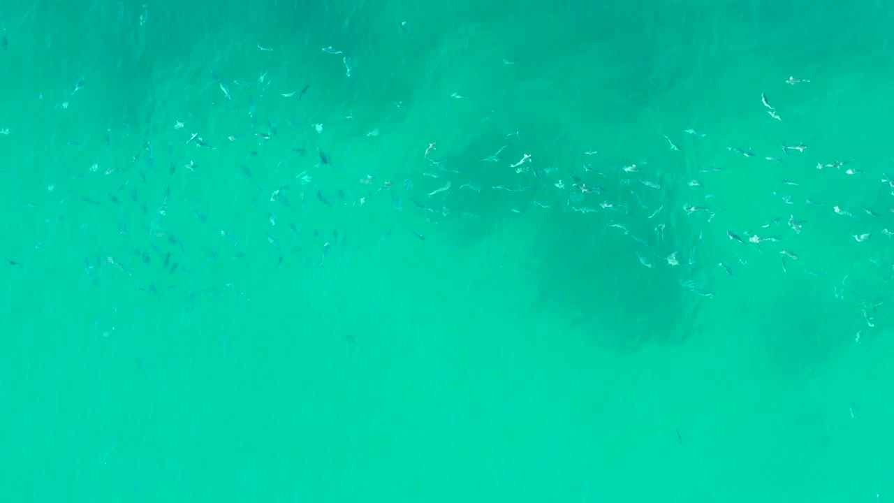 Small fish appear as fine silver and dark marks in bright turquoise water at Playa Acapulquito, with shadowy seabed patches softened by the water and no visible people.