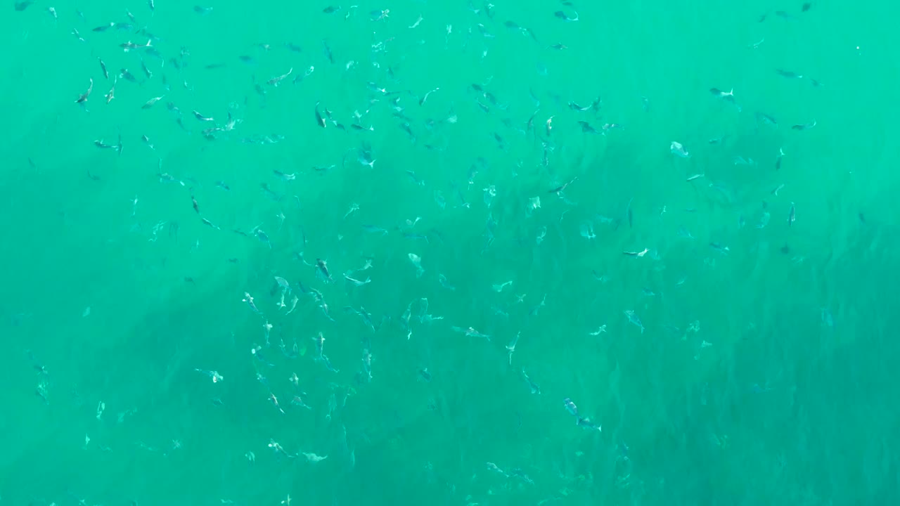 Small fish are visible across clear turquoise water at Playa Acapulquito Los Cabos, with faint seagrass texture in the background and no visible people.
