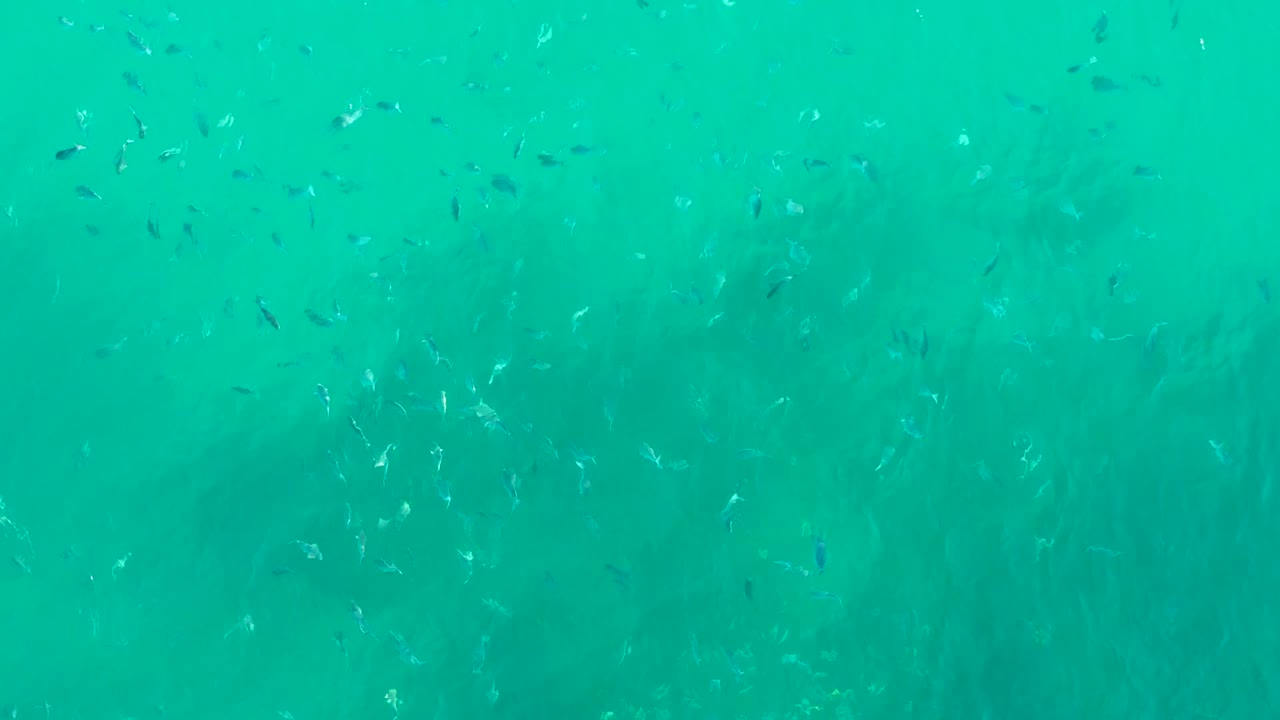 Small fish spread through blue-green water with plant beds behind