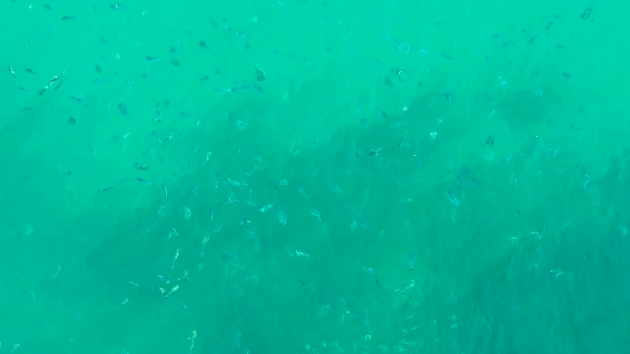 Tiny fish cross clear turquoise water at Playa Acapulquito Los Cabos, with a muted seagrass bed showing through the water and no visible people.