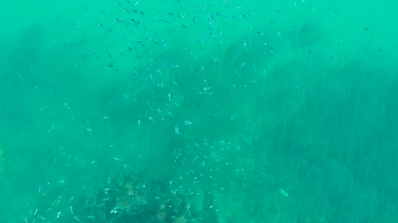 Small silver fish are dispersed across turquoise water at Playa Acapulquito Los Cabos, with faint darker seabed patches below and no visible people.
