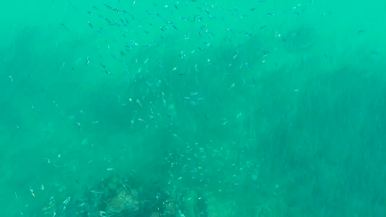 Loose school of small fish over faint underwater rocks.