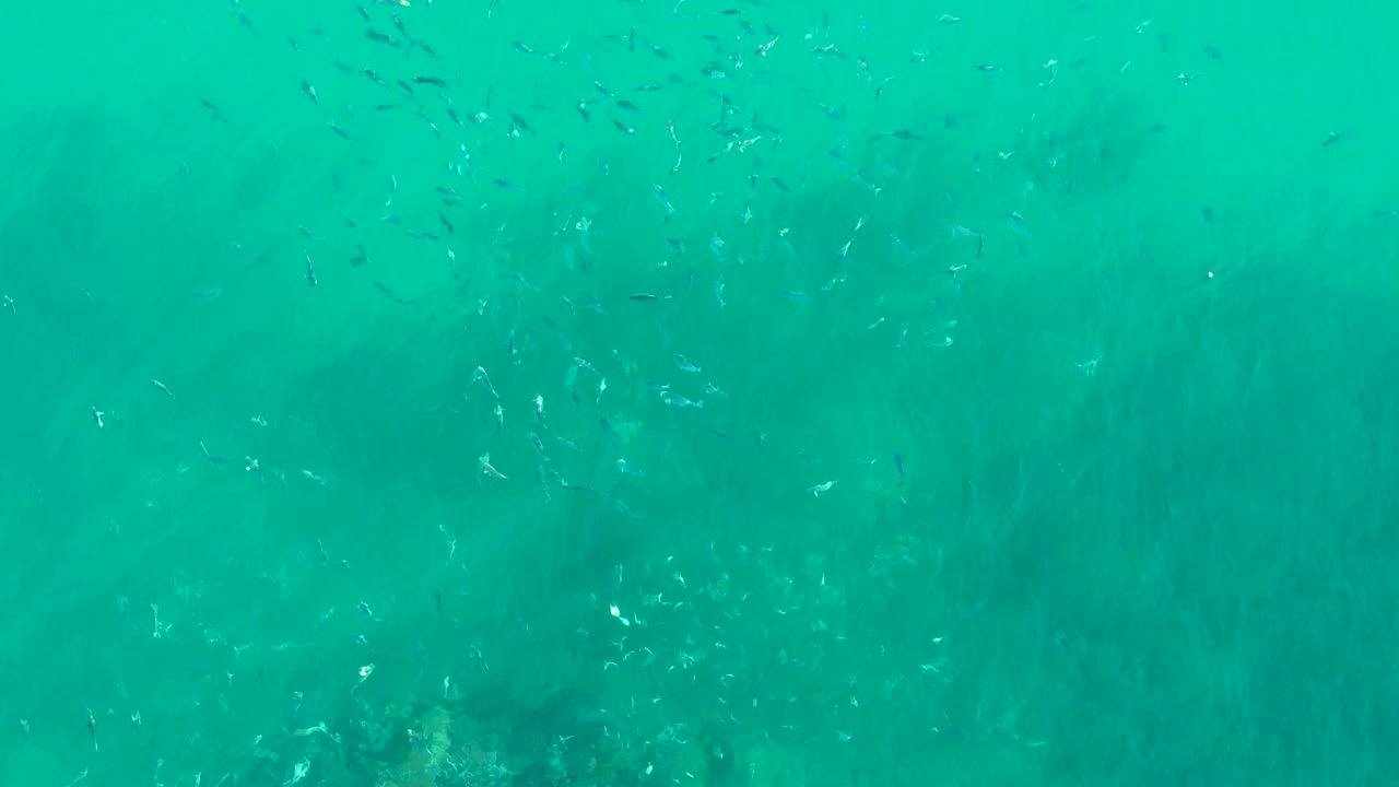 Small fish concentrate near the upper part of the turquoise water frame at Playa Acapulquito Los Cabos, with muted seabed texture below and no visible people.