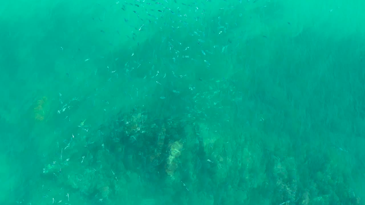 At Playa Acapulquito in Los Cabos, small fish scatter through turquoise water above dark rocky seabed patches, with no visible people.