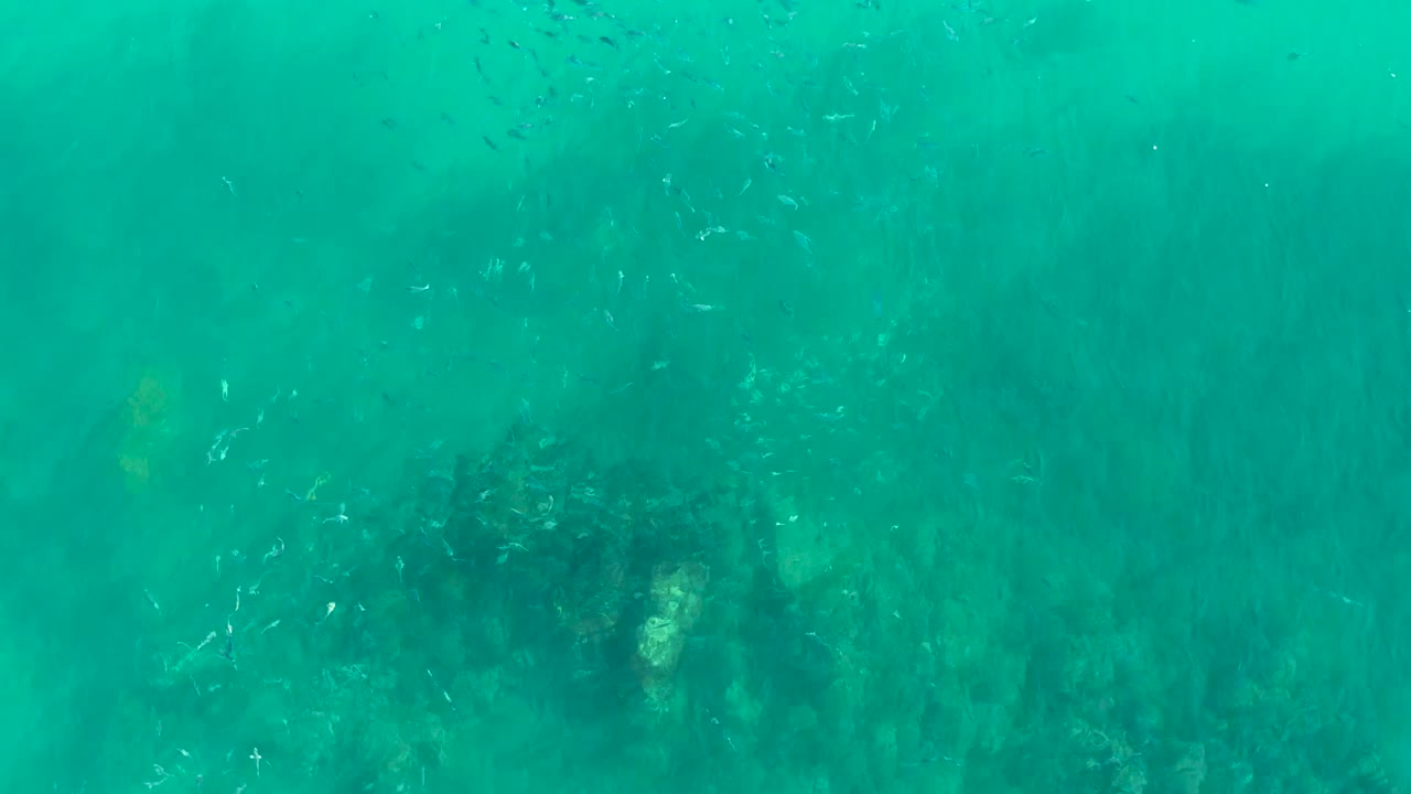 Loose school of fish above submerged rocks