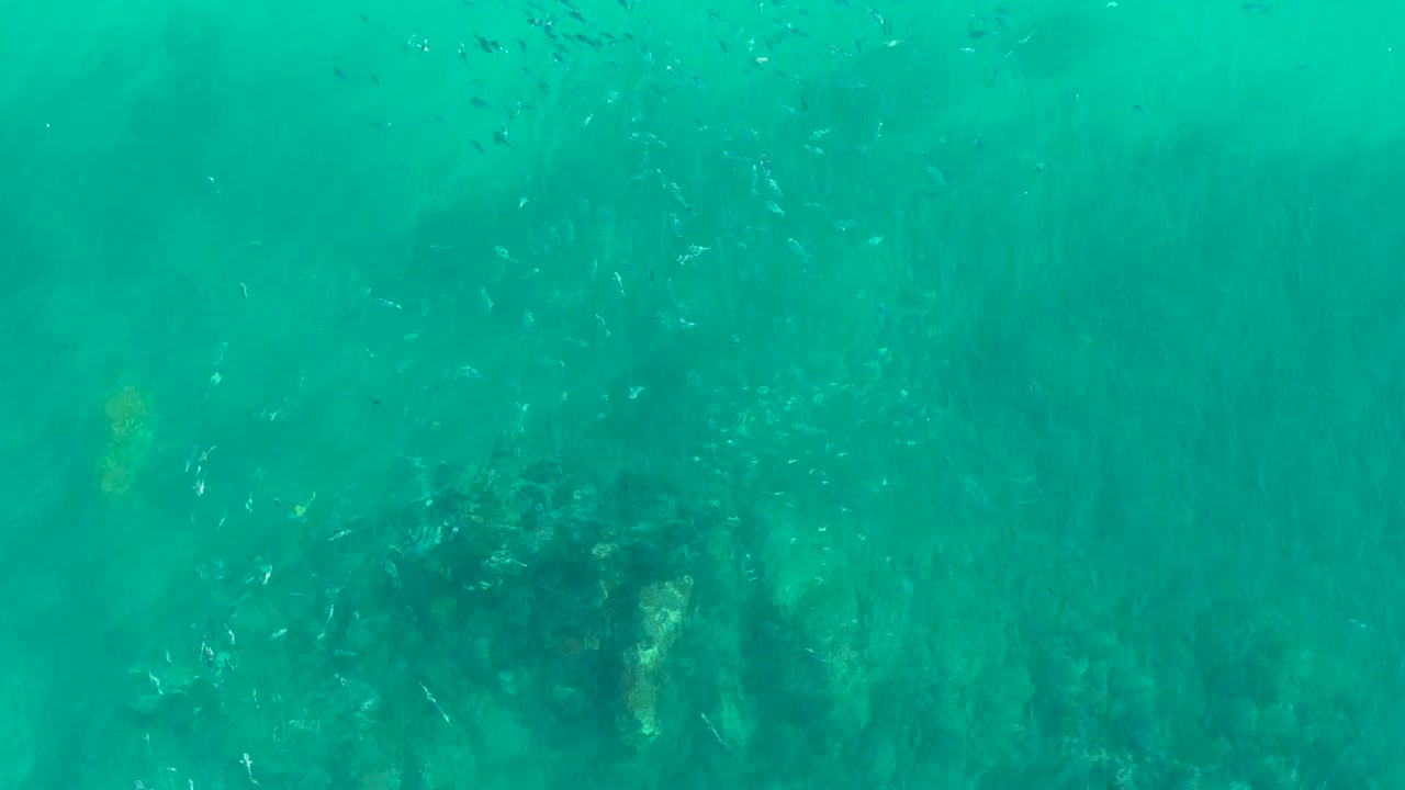 At Playa Acapulquito in Los Cabos, small fish cluster near darker coral-like patches under turquoise water, with open sandy bottom around them and no visible people.