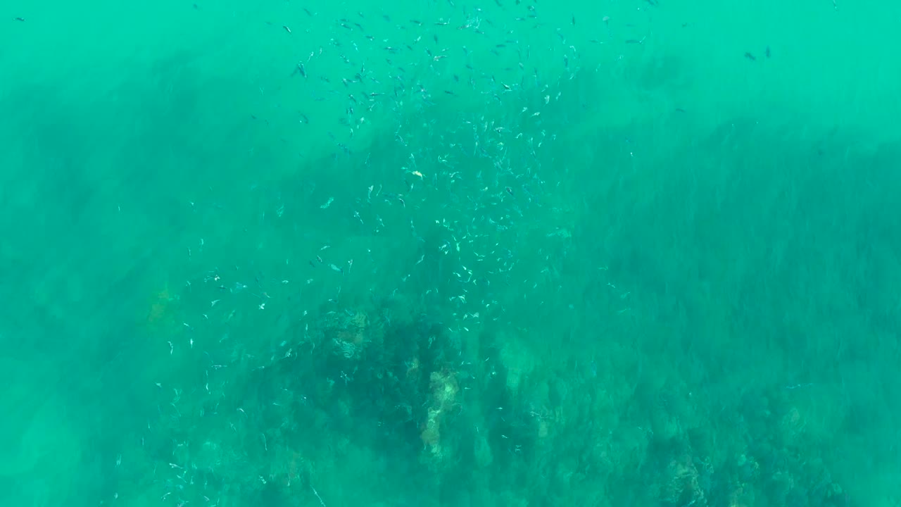 Small fish scatter through turquoise underwater at Playa Acapulquito Los Cabos, with dark reef or seaweed shapes below and no visible people.