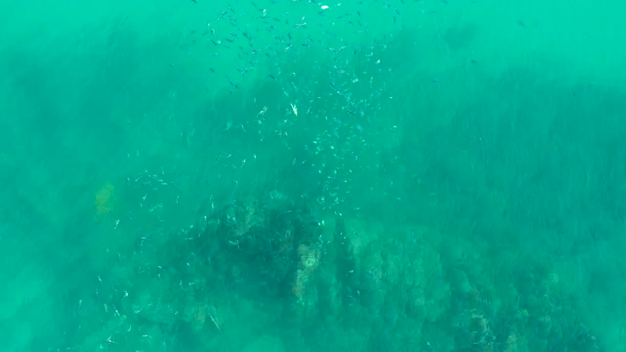 Loose school of fish over darker underwater growth.