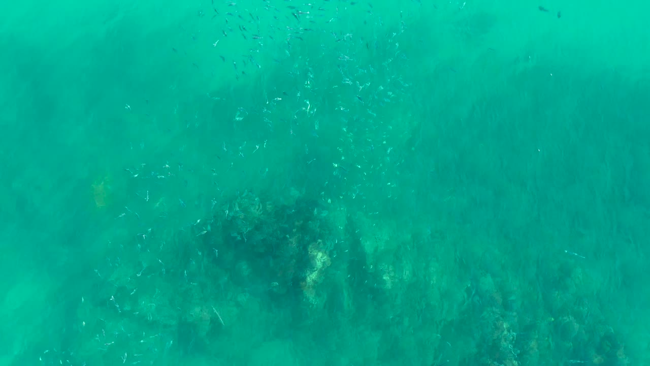 Tiny fish appear as pale flecks in green-blue water at Playa Acapulquito Los Cabos, with a darker reef or seaweed patch centered below and no visible people.