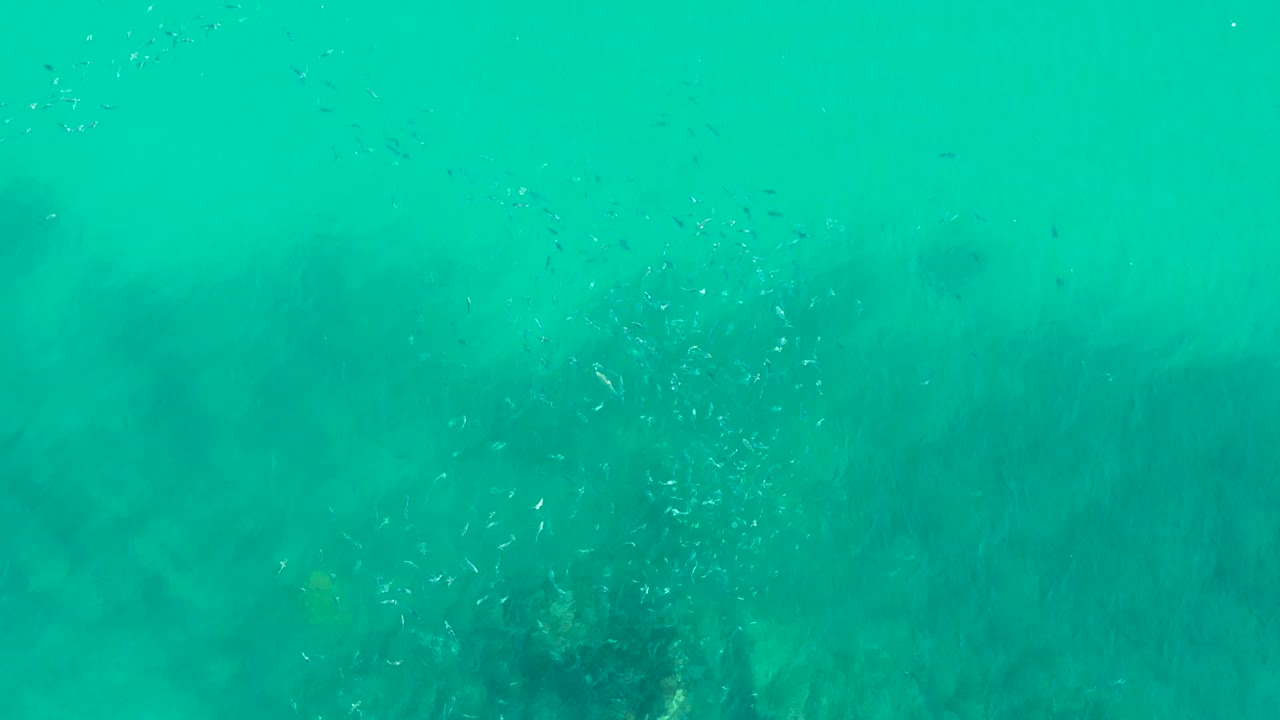 Opening underwater frame from Playa Acapulquito, Los Cabos, with small fish dispersed through turquoise water over darker seaweed patches and no visible people.