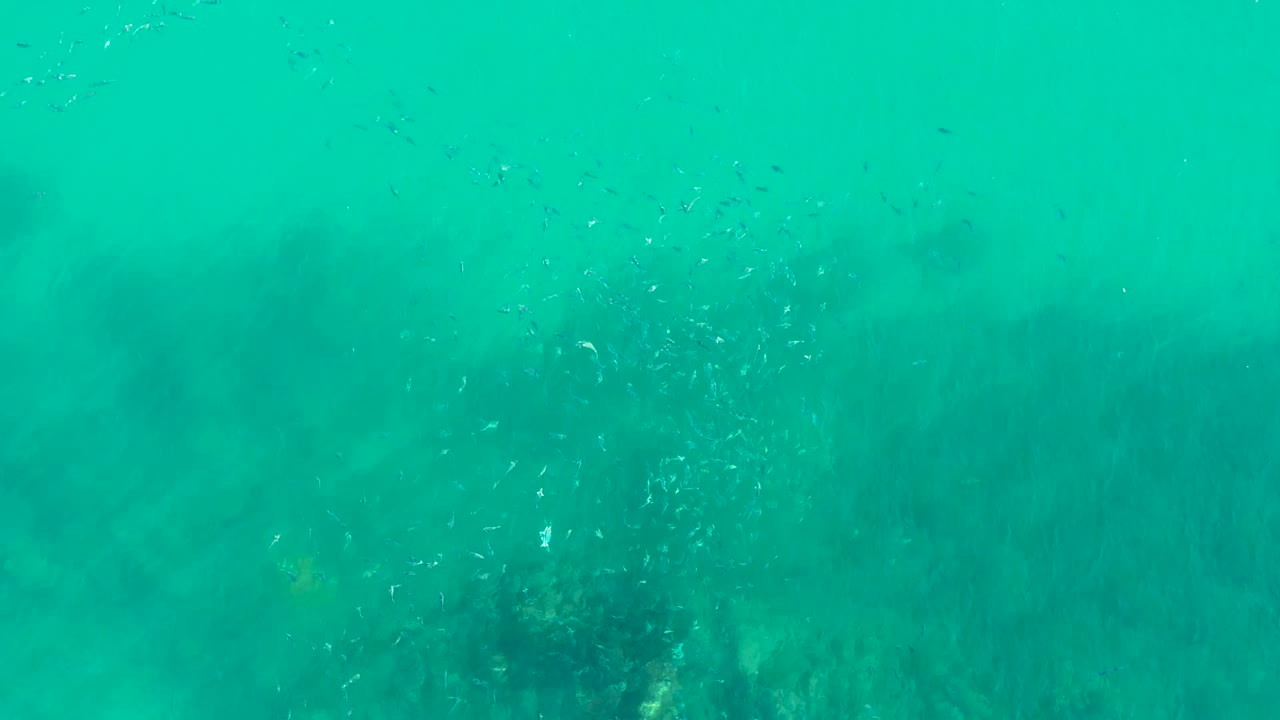 Loose school of small fish moving through clear turquoise water.