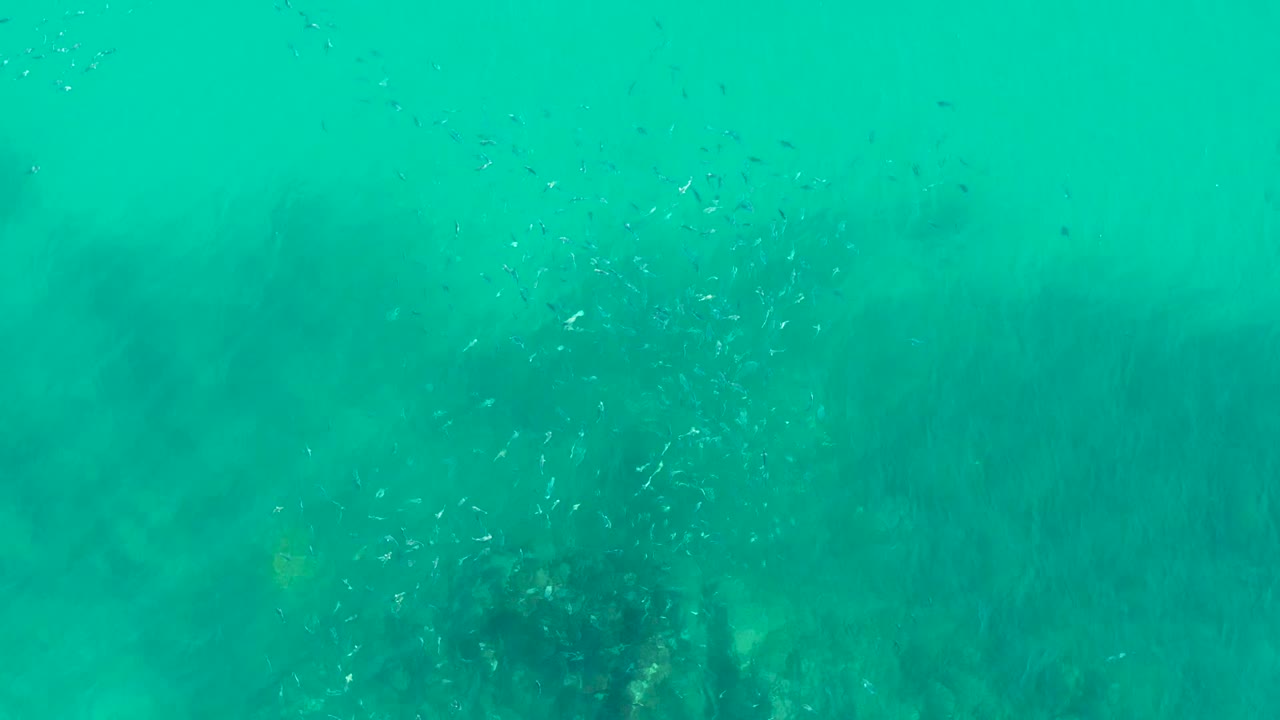 At 0:02, small fish cluster more densely over a shadowy patch of kelp or seaweed in the clear turquoise water at Playa Acapulquito, Los Cabos, with no visible people.