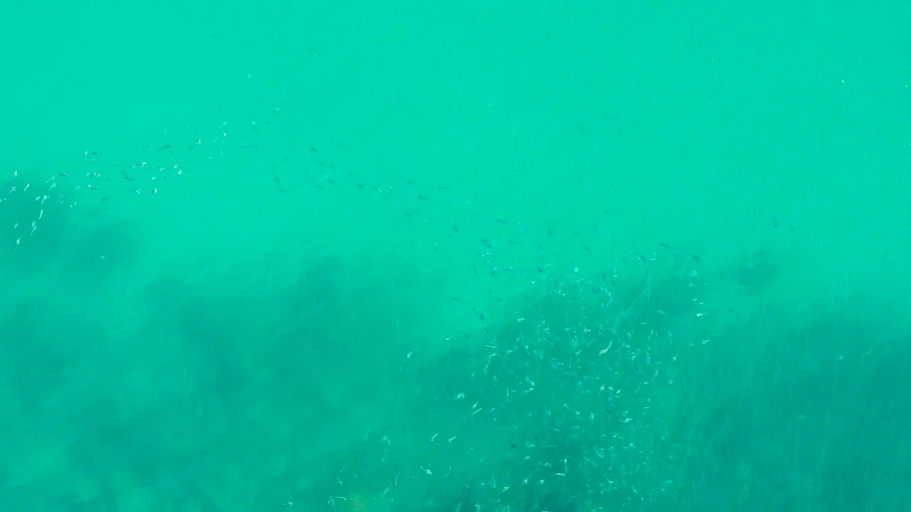At Playa Acapulquito in Los Cabos, small fish specks drift through turquoise water with darker kelp shapes across the background and no visible people.