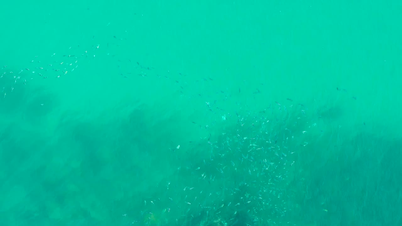 Small fish cluster in clear turquoise water near darker kelp.