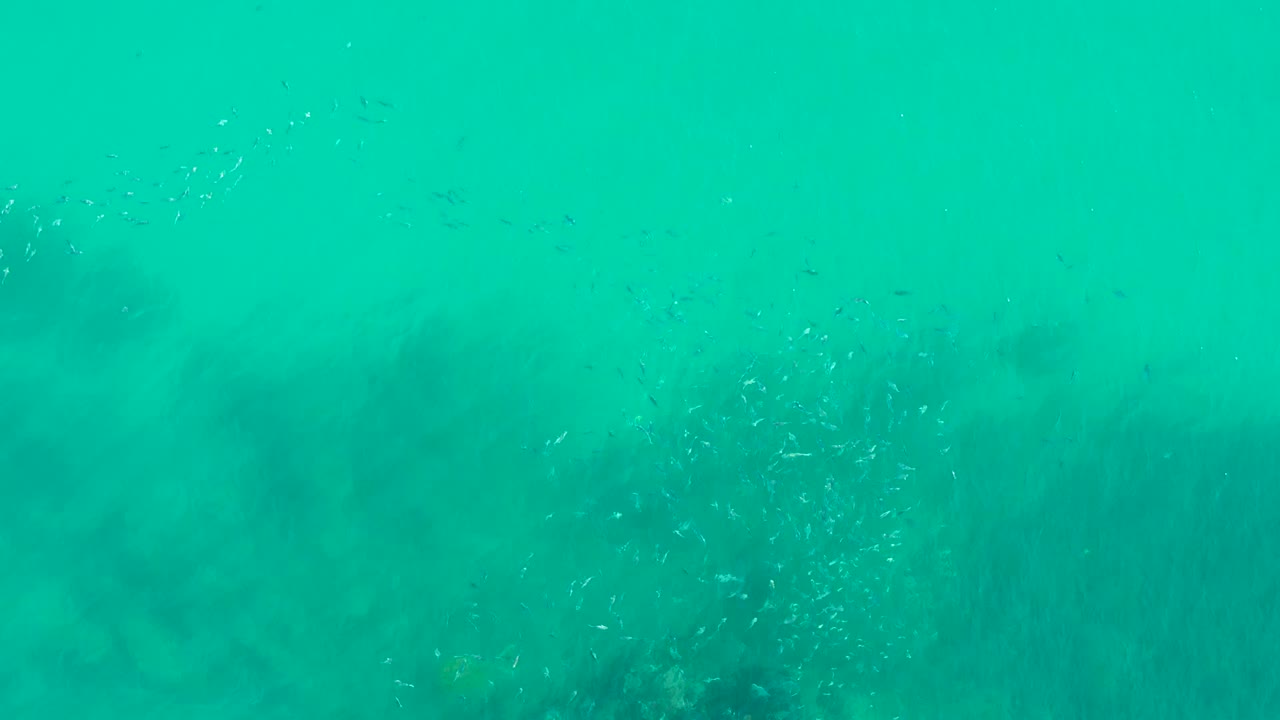 Scattered small fish cross the blue-green water in the Los Cabos underwater scene, with soft kelp shadows in the rear of the frame and no visible people.