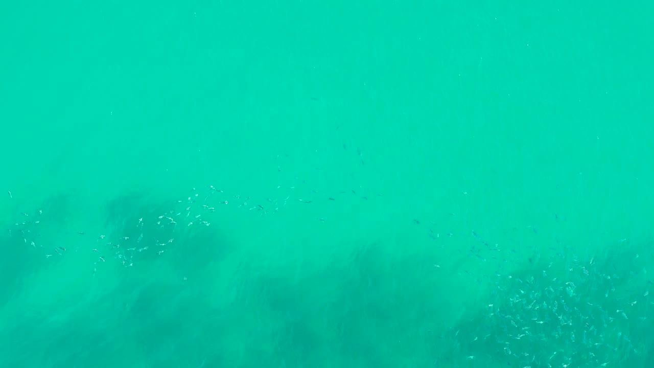 Small fish gather in clear turquoise water over dark underwater vegetation at Playa Acapulquito, Los Cabos, with no visible people.