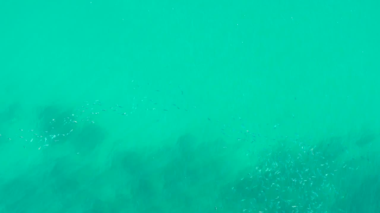 Cluster of small fish near shadowed vegetation in turquoise ocean water.