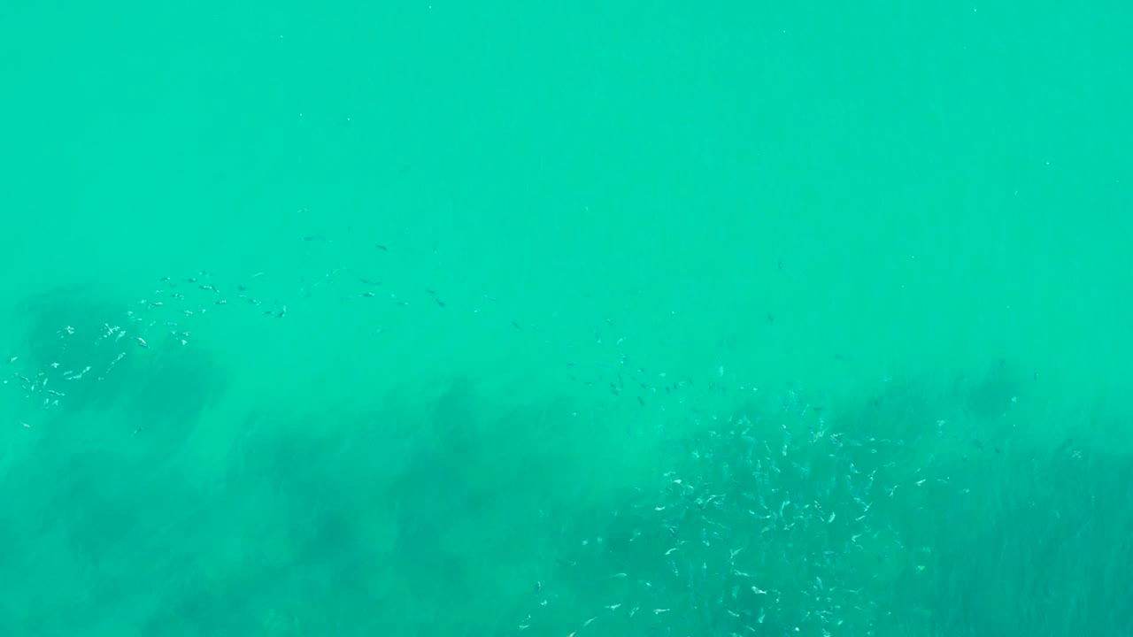 Small fish scatter across the midframe above submerged vegetation in clear turquoise water at Playa Acapulquito, Los Cabos, with no visible people.