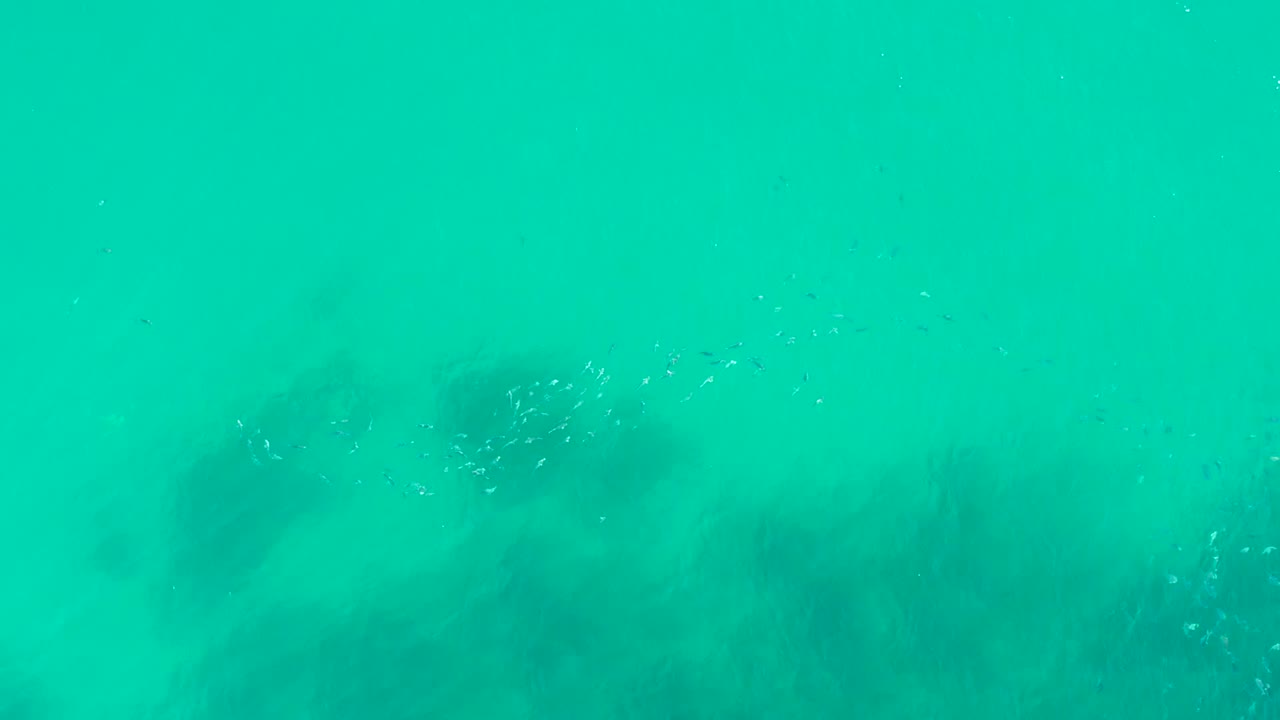 Small fish cluster in clear turquoise water over dark seabed patches.