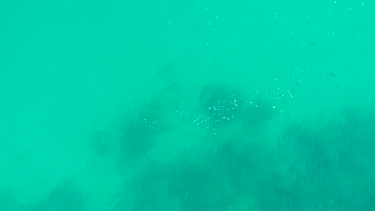Clear turquoise water at Playa Acapulquito shows dark kelp patches below the surface with a small school of fish near the upper left, and no visible people.